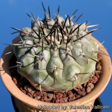 7823 valentino Valentino Vallicelli