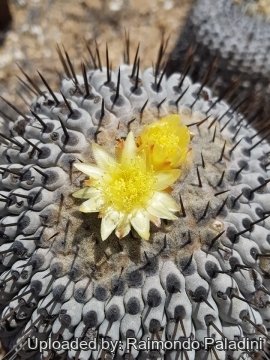 30229 RapCactus Raimondo Paladini