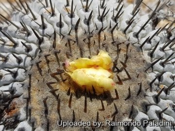 30256 RapCactus Raimondo Paladini