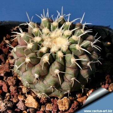 3838 cactus-art Cactus Art