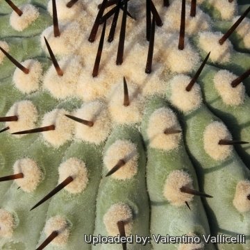 11659 valentino Valentino Vallicelli