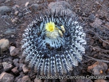 26253 carolina Carolina González