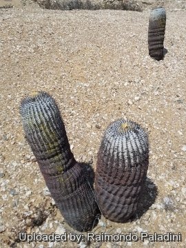 30230 RapCactus Raimondo Paladini