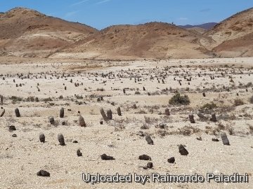 30259 RapCactus Raimondo Paladini