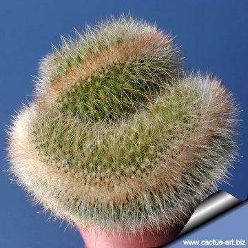 11984 cactus-art Cactus Art