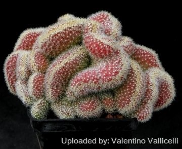 4685 valentino Valentino Vallicelli