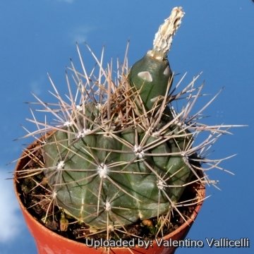 4710 valentino Valentino Vallicelli