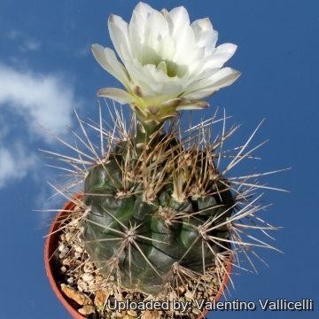 4712 valentino Valentino Vallicelli