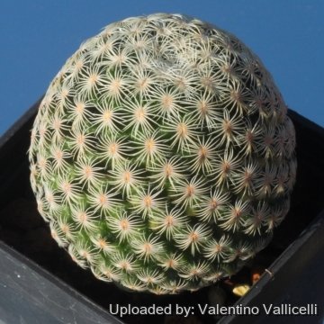 17020 valentino Valentino Vallicelli