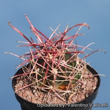 17375 valentino Valentino Vallicelli