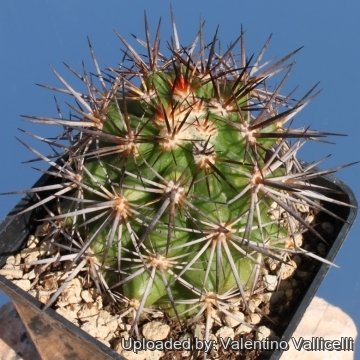 5862 valentino Valentino Vallicelli