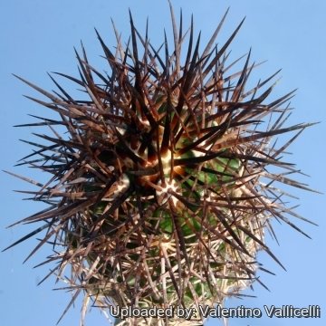 5863 valentino Valentino Vallicelli