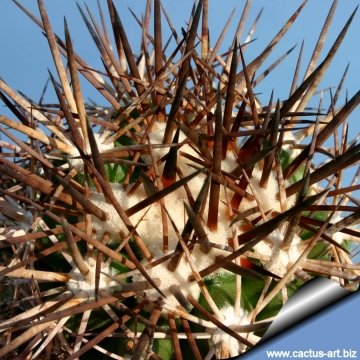 5864 cactus-art Cactus Art