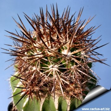 5866 cactus-art Cactus Art