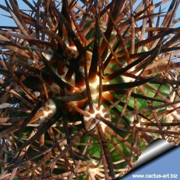 5867 cactus-art Cactus Art