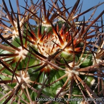 5869 valentino Valentino Vallicelli