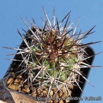 8470 valentino Valentino Vallicelli