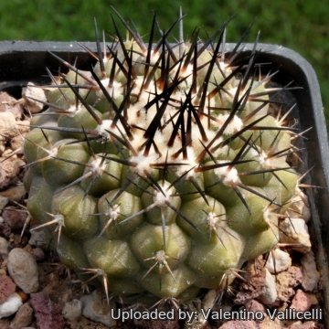 4926 valentino Valentino Vallicelli