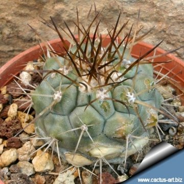 4928 cactus-art Cactus Art