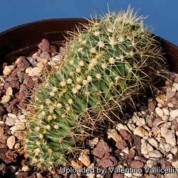 5013 valentino Valentino Vallicelli