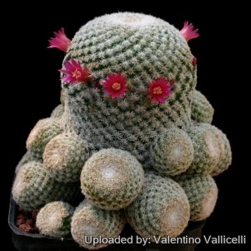 11935 valentino Valentino Vallicelli