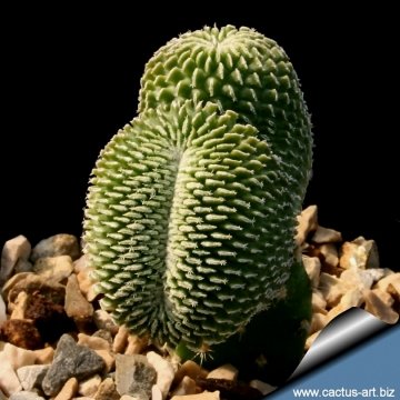 9681 cactus-art Cactus Art