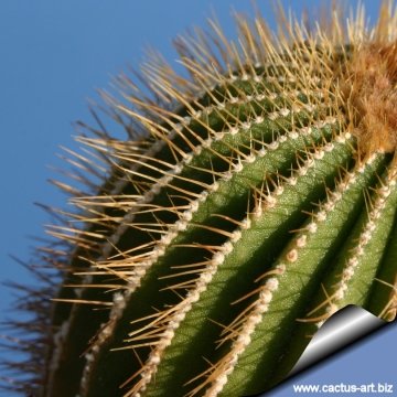 5781 cactus-art Cactus Art