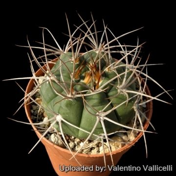 13010 valentino Valentino Vallicelli