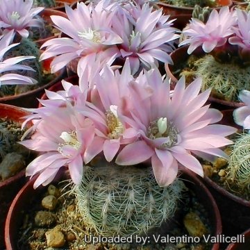 6299 valentino Valentino Vallicelli