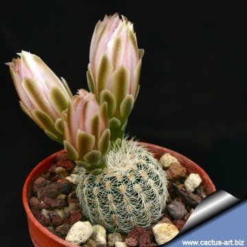 6304 cactus-art Cactus Art