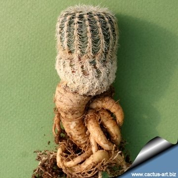 6305 cactus-art Cactus Art