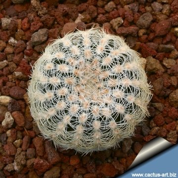6306 cactus-art Cactus Art