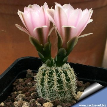 6307 cactus-art Cactus Art