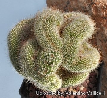 6051 valentino Valentino Vallicelli