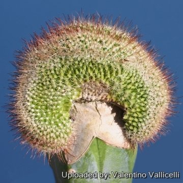 6053 valentino Valentino Vallicelli