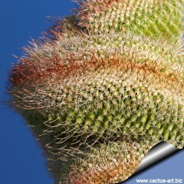 6055 cactus-art Cactus Art