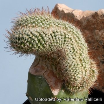 6054 valentino Valentino Vallicelli