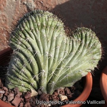 15296 valentino Valentino Vallicelli