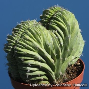 18020 valentino Valentino Vallicelli