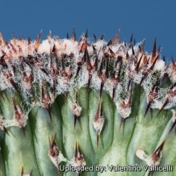 16511 valentino Valentino Vallicelli