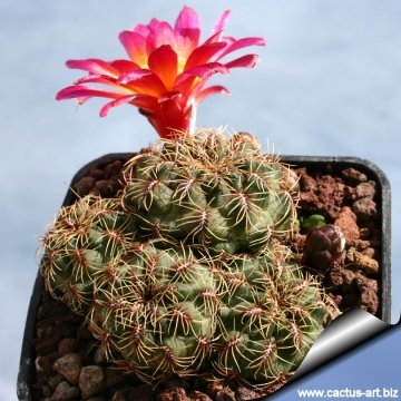 6464 cactus-art Cactus Art