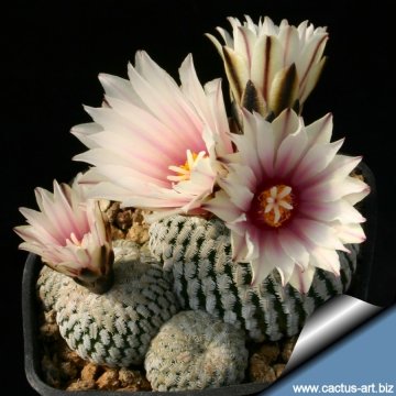 8049 cactus-art Cactus Art