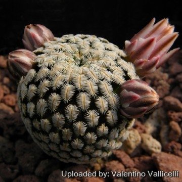 685 valentino Valentino Vallicelli