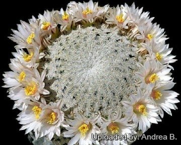 697 andrea Andrea B.