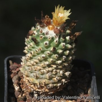 18137 valentino Valentino Vallicelli