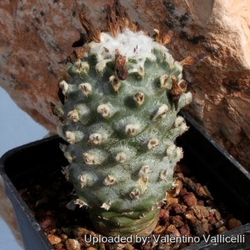 6753 valentino Valentino Vallicelli