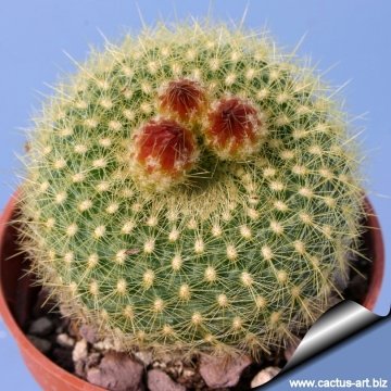 6784 cactus-art Cactus Art