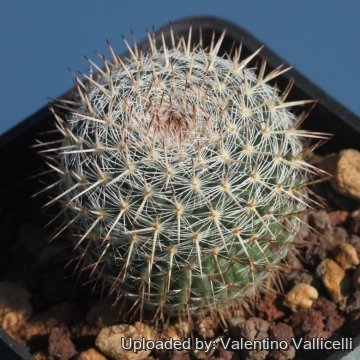 24510 valentino Valentino Vallicelli