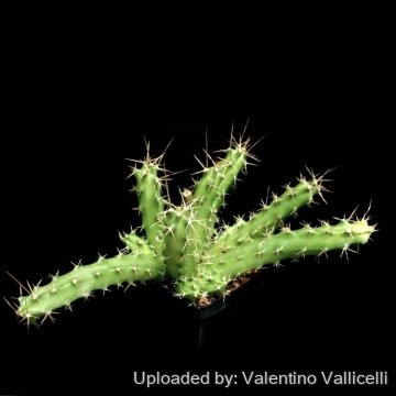 14216 valentino Valentino Vallicelli