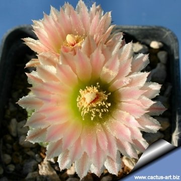 7269 cactus-art Cactus Art
